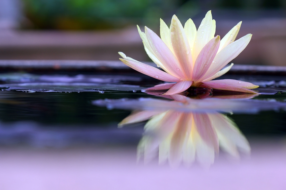 Cómo meditar en un minuto